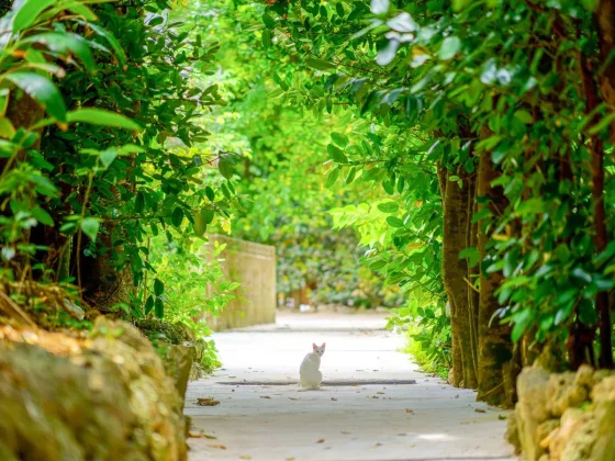 OKINAWA